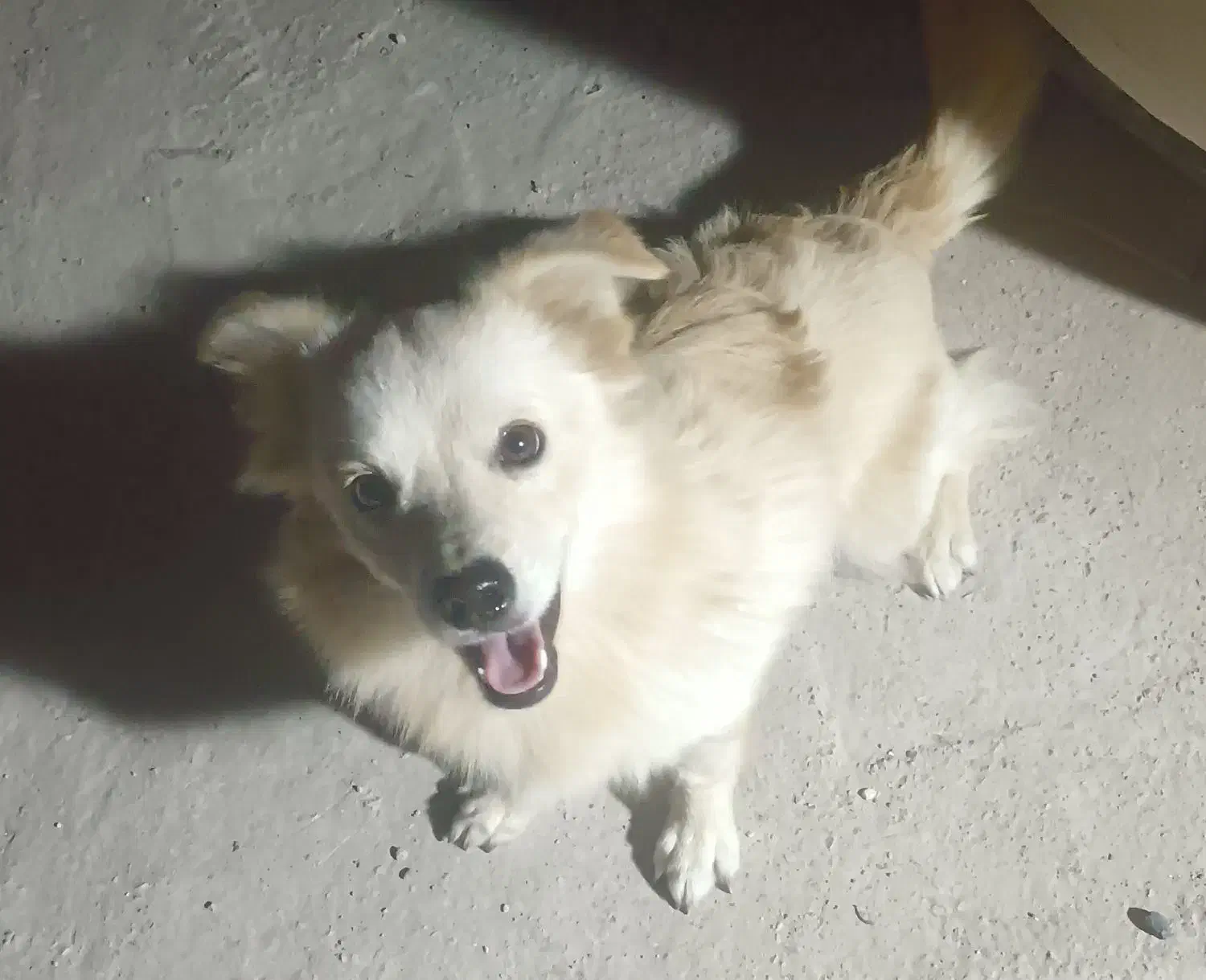 سگ پامرنر|سگ|بندرعباس, |دیوار