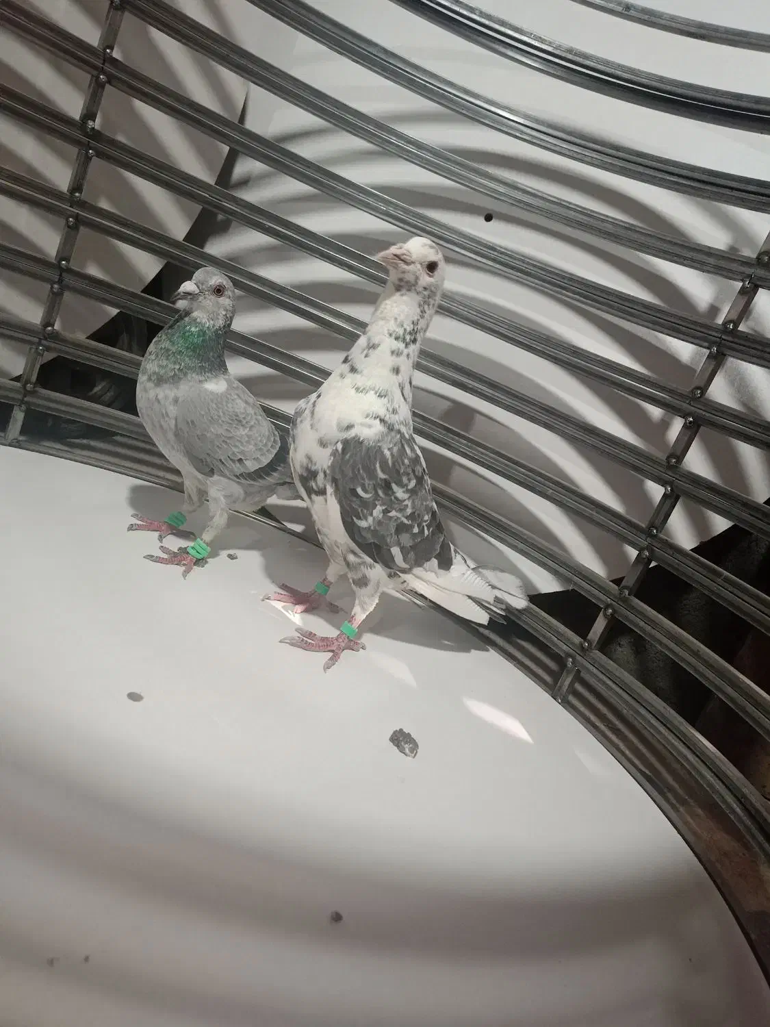 سار چینی|حیوانات|مشهد, دوست آباد|دیوار