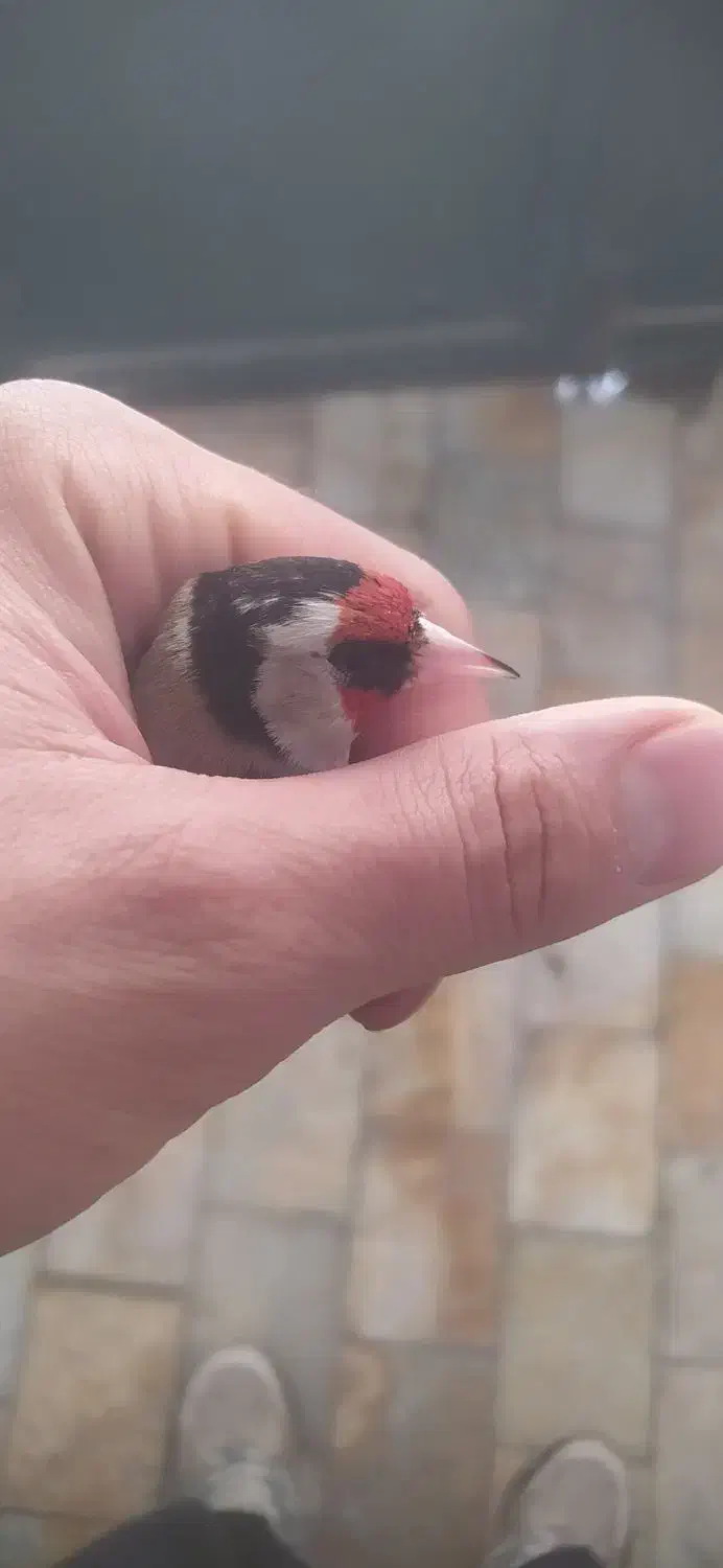 سهره|حیوانات|قروه, |دیوار