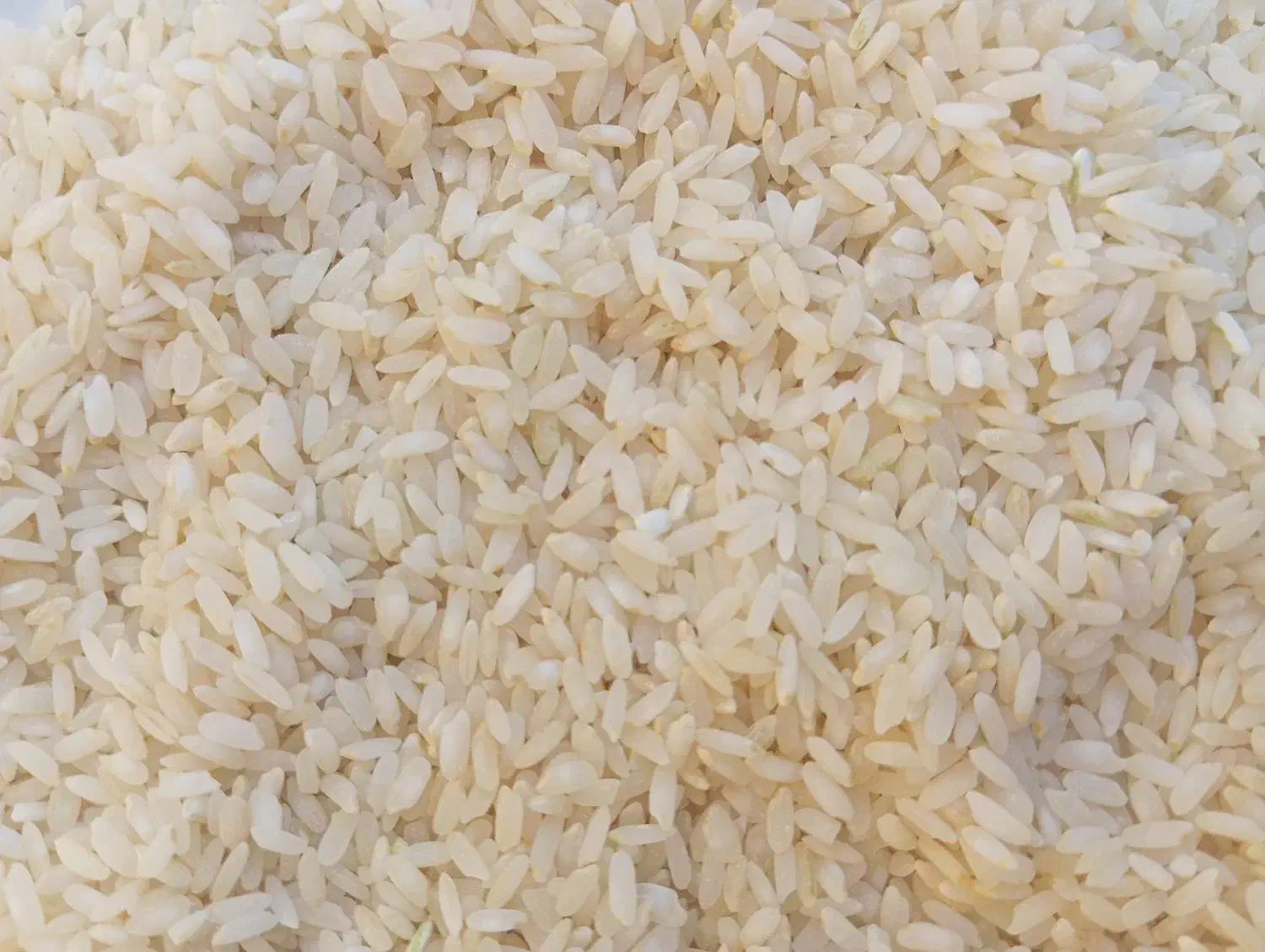 برنج چمپا فلارد|عمده‌فروشی|فلارد, |دیوار