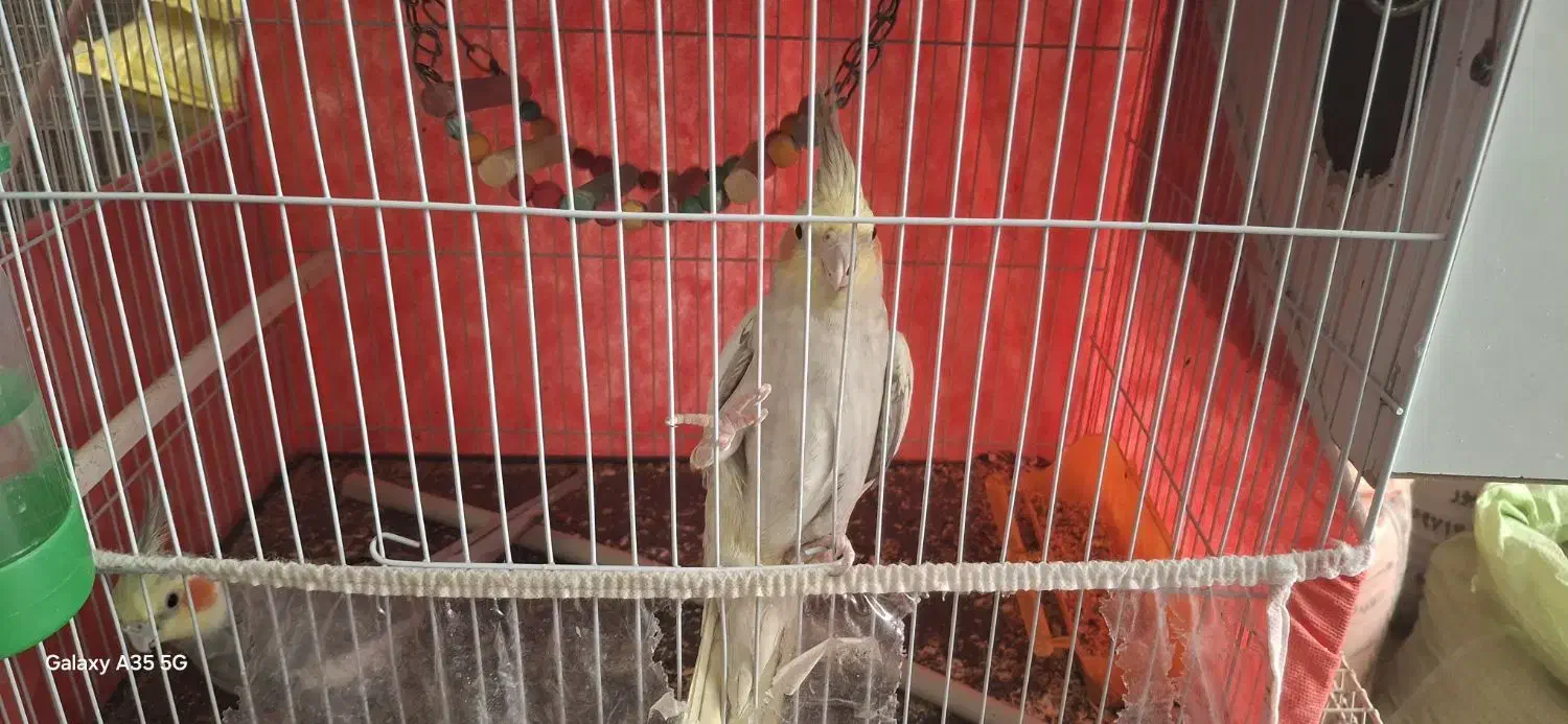 فروش عروس هلندی نر و ماده|پرنده|زابل, |دیوار