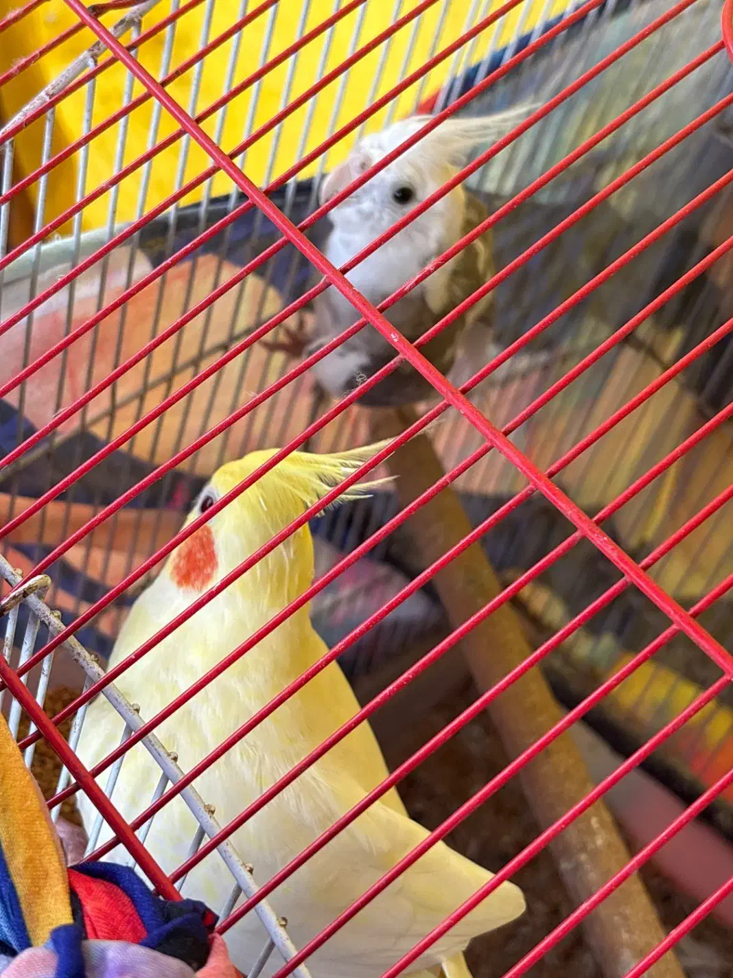 عروس هلندی دوعدد|پرنده|کلاچای, |دیوار