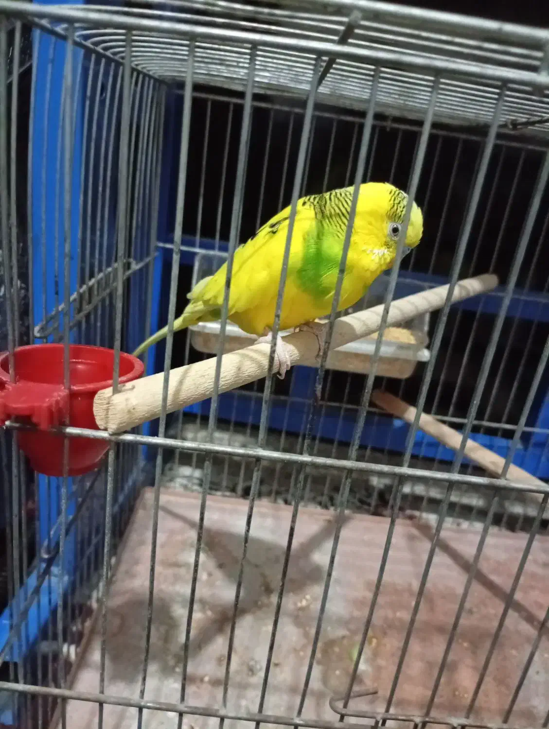 مرغ عشق|پرنده|فولادشهر, مسکن مهر فولادشهر|دیوار