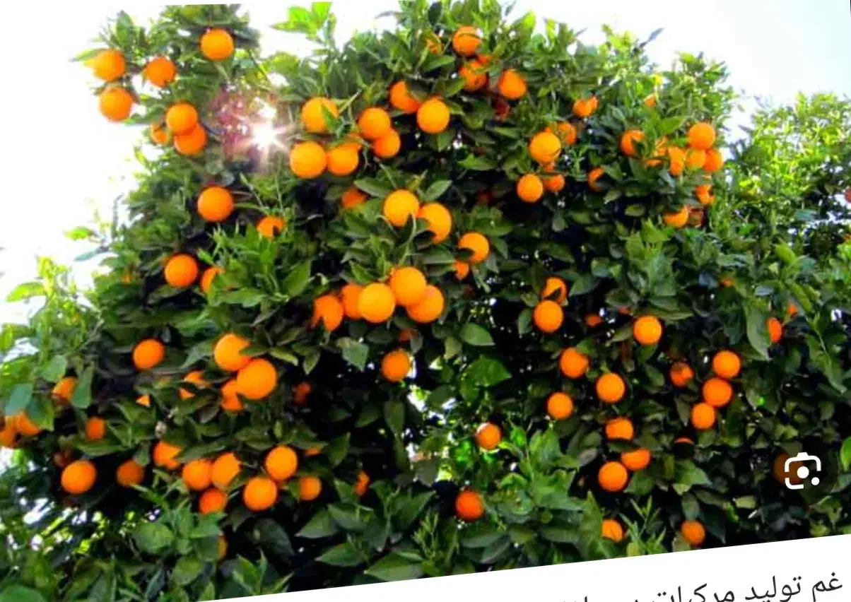 سورتینگ|استخدام خدمات فروشگاه و رستوران|کیاکلا, |دیوار