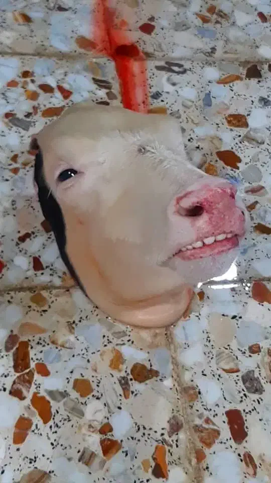 انواع پاچه و کوبیده یسنا|خوردنی و آشامیدنی|اهواز, کوی طلاب|دیوار