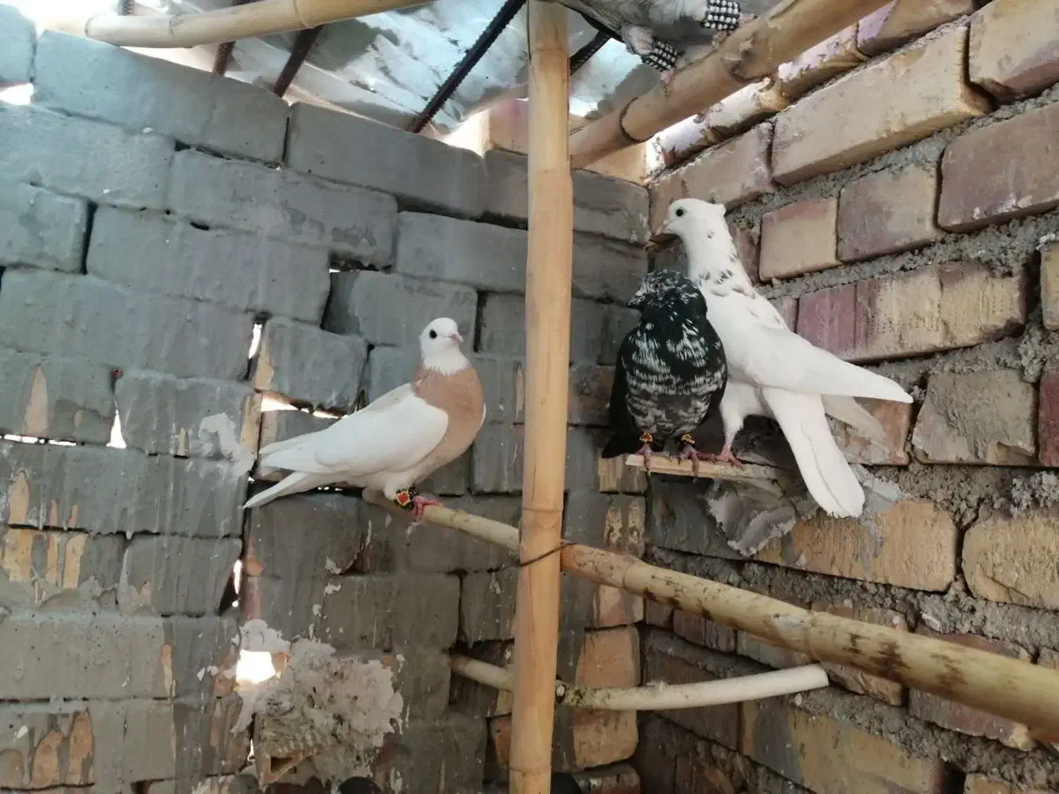 کبوتر غریب گیری|پرنده|شاهرود, |دیوار