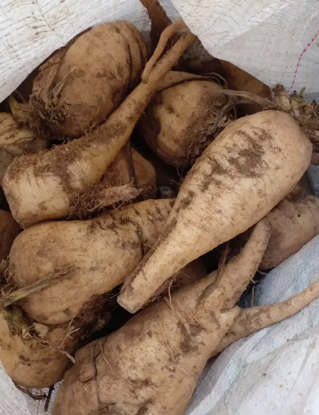 چغندر دامی|خدمات باغبانی و درختکاری|شوشتر, |دیوار