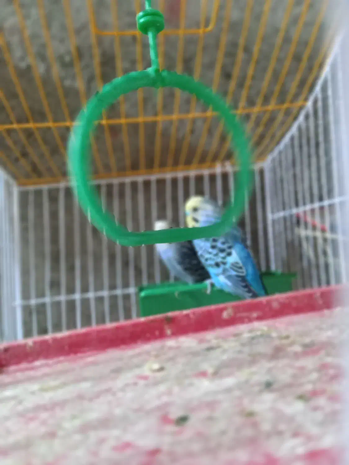 مرغ عشق باتمام وسایل|پرنده|ایرانشهر, |دیوار