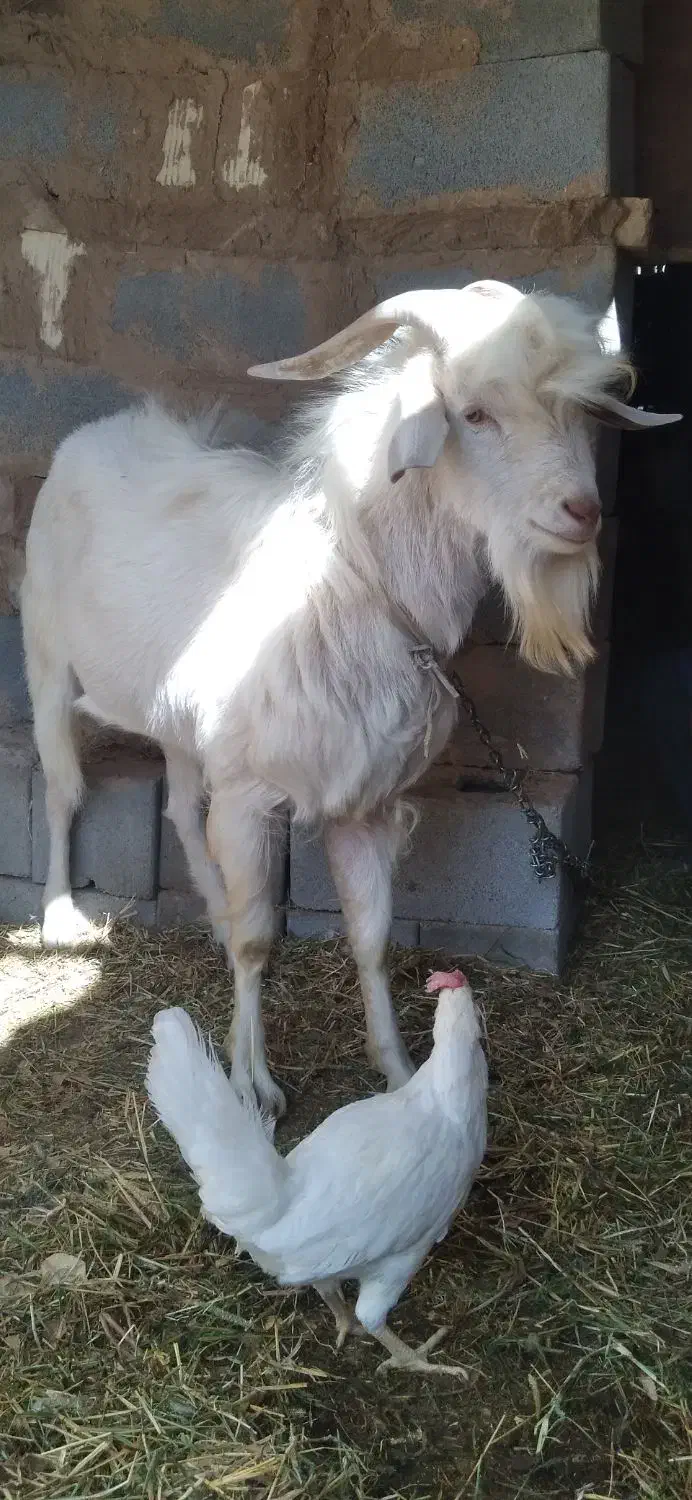 چپش سانن|حیوانات مزرعه|یزد, |دیوار