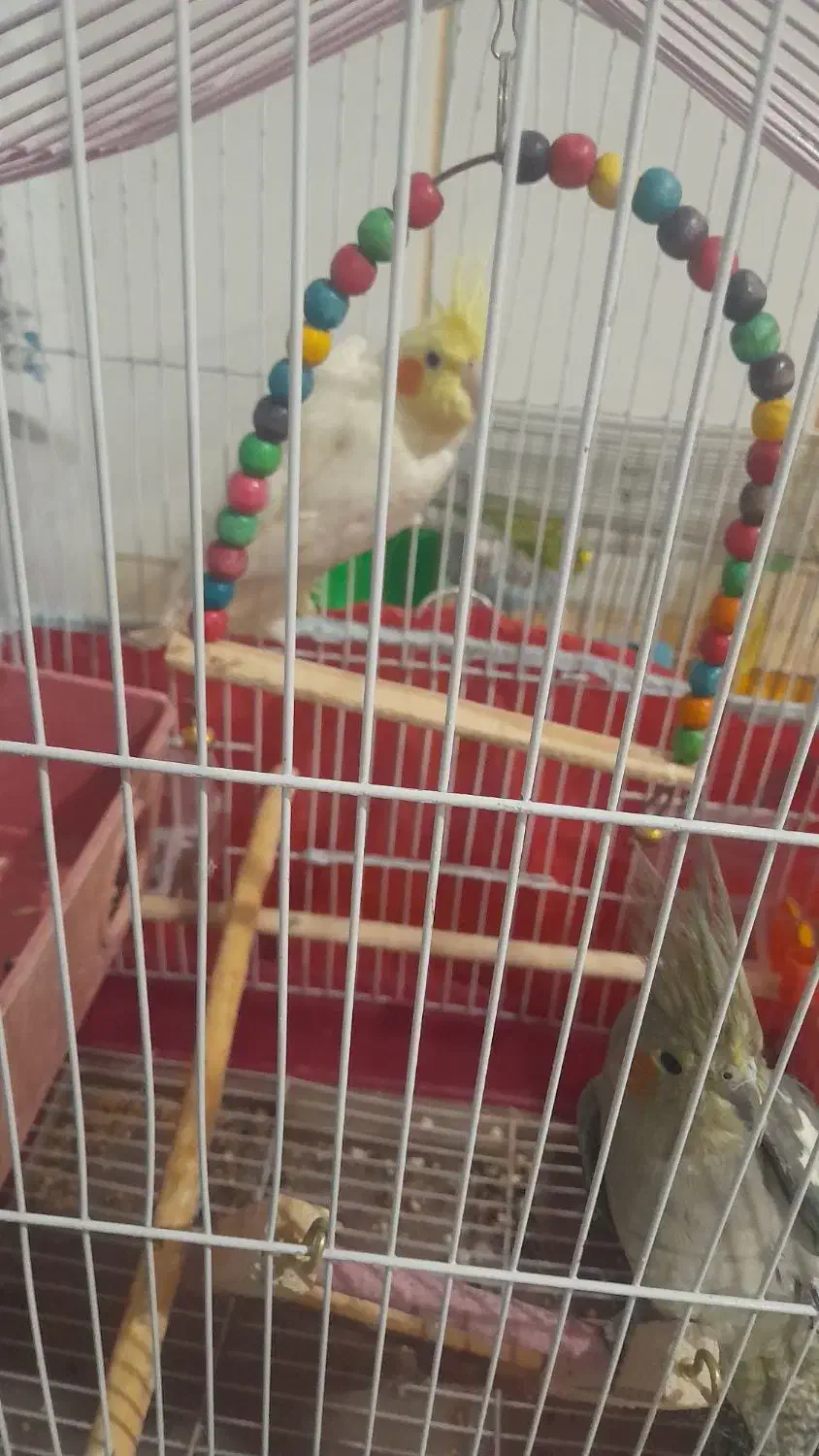 عروس هلندی جوان|پرنده|فلاورجان, |دیوار