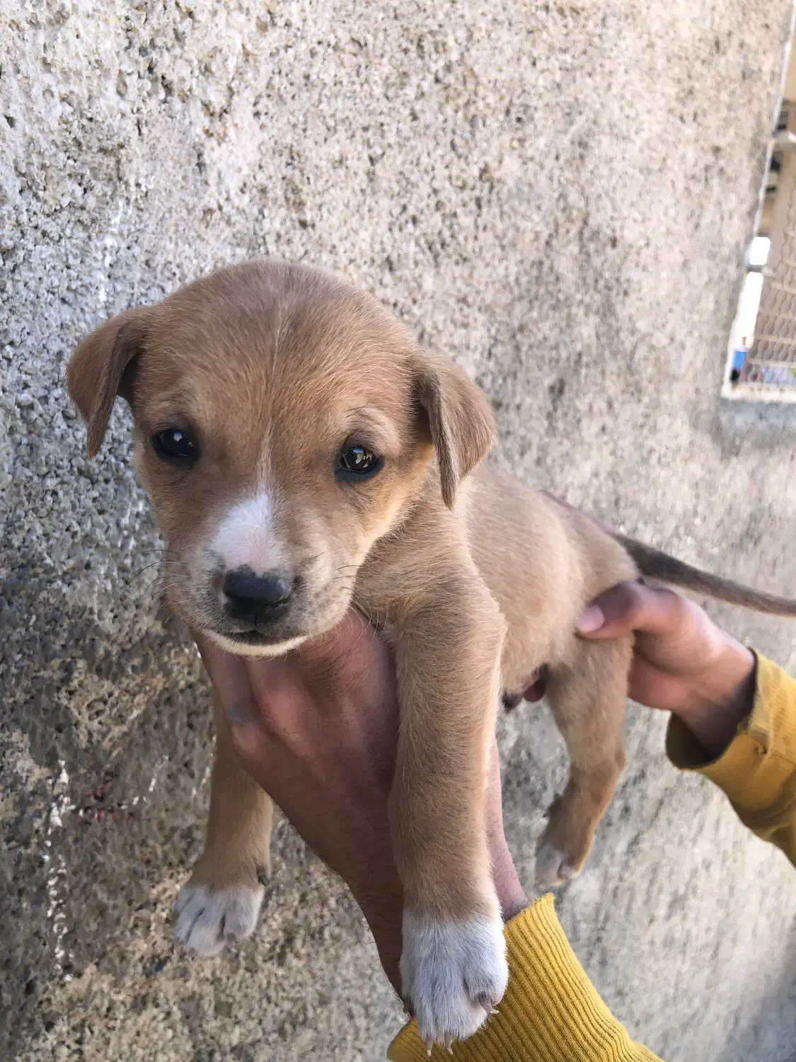 توله پیتبول شکاری|سگ|سقز, |دیوار