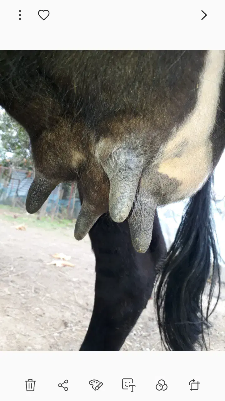 گاو تالشی فقیر با گوساله امپولی سیمنتال نر|حیوانات مزرعه|رشت, یخسازی|دیوار