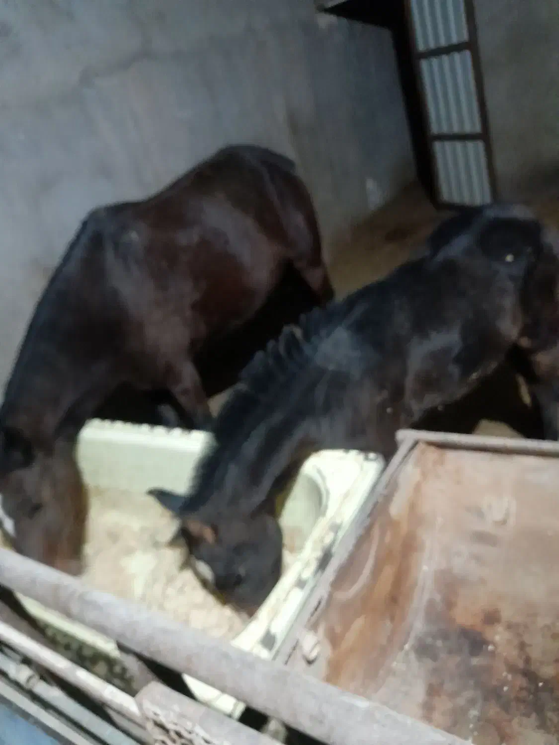 اسب مادر و پسر|اسب و تجهیزات اسب‌سواری|بوئین زهرا, |دیوار