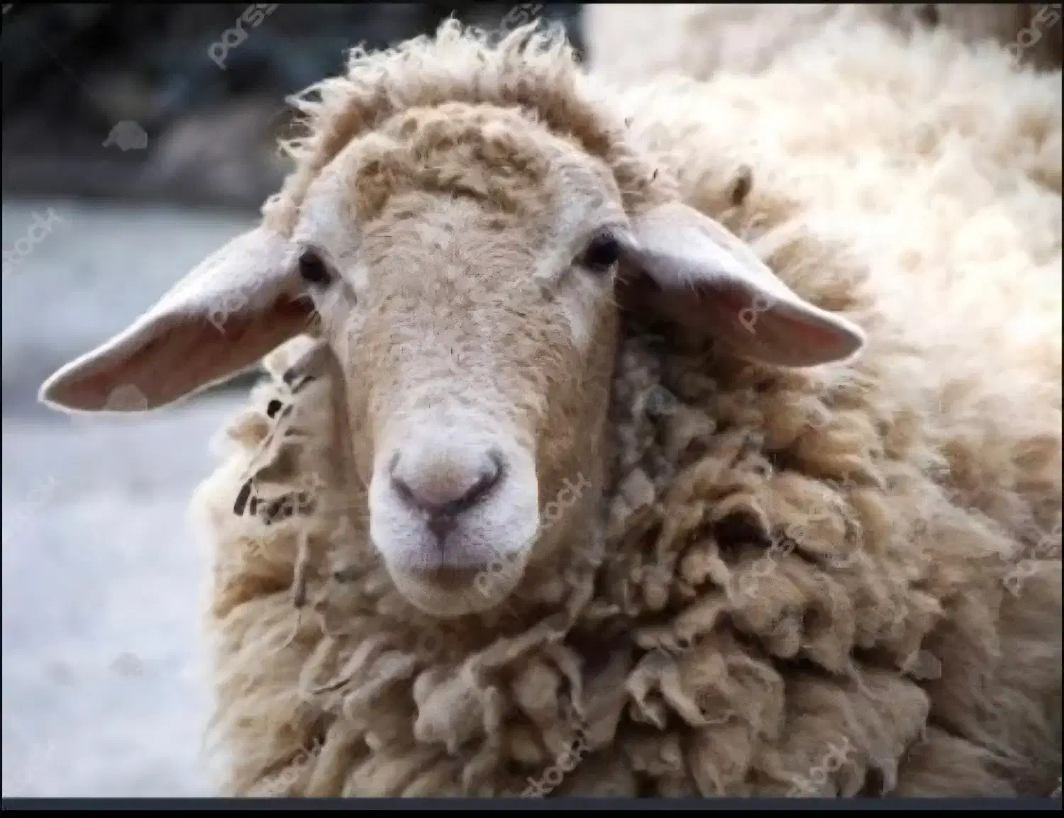 گوسفند زنده جهت تمامی مراسمات.با قصاب گوسفند خونی|حیوانات مزرعه|مشهد, نوفل لوشاتو|دیوار