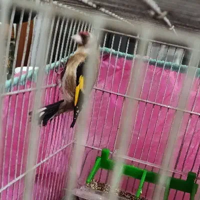 سهره نر|پرنده|اردبیل, |دیوار