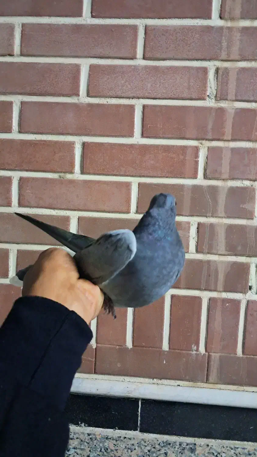 جوجه سبز دم سفید|پرنده|قم, حاج زینل|دیوار