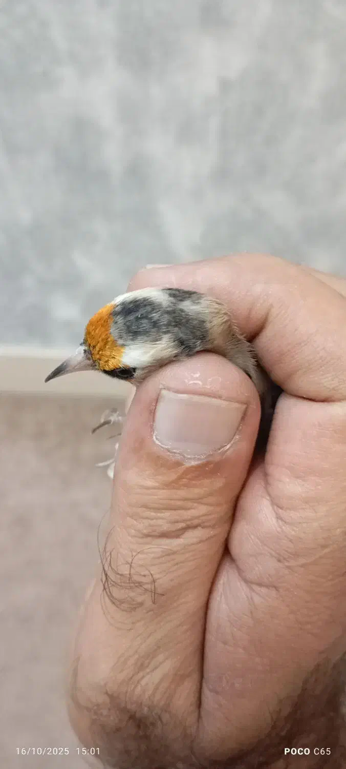 پنج سره ماده داغسررسمی بهاره جوجه قفس|پرنده|تهران, خانی آباد نو شمالی|دیوار