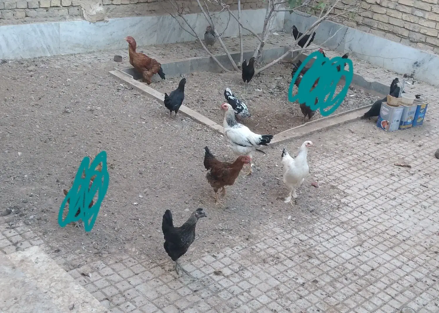 مرغ گلین|حیوانات مزرعه|مبارکه, |دیوار