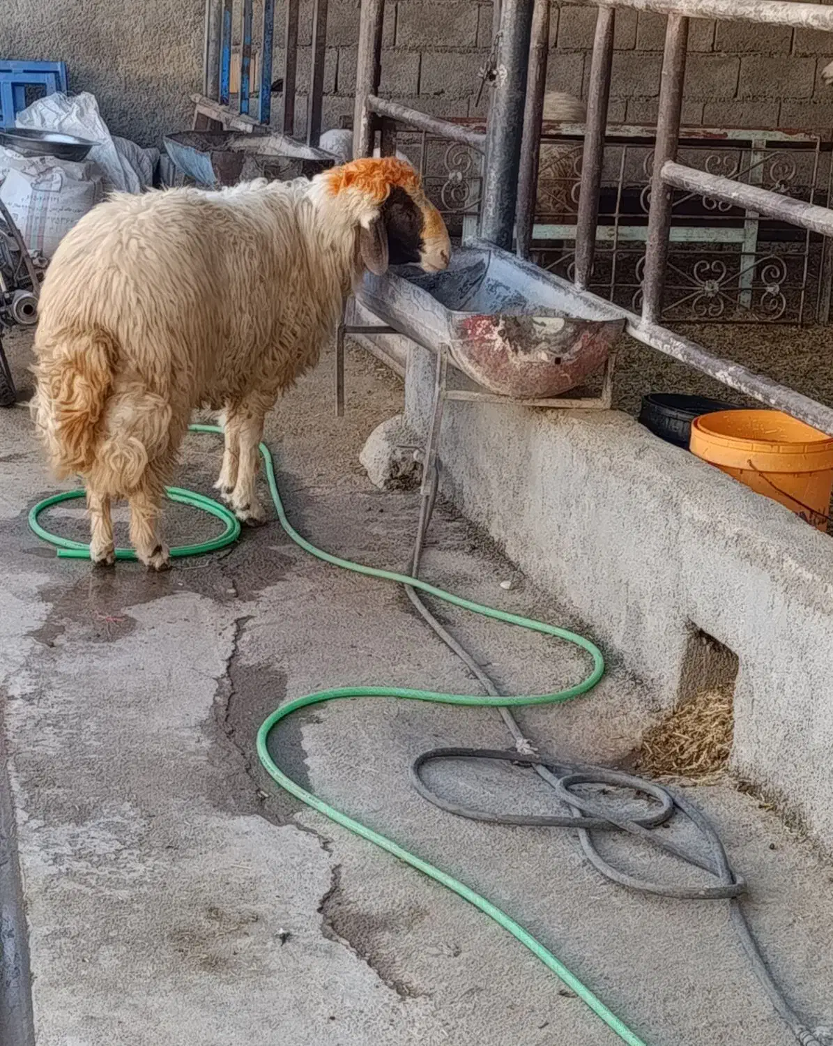 قوچ جوان|حیوانات مزرعه|ایلام, |دیوار