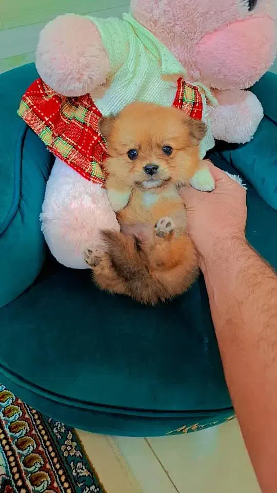 پامر خرسی عروسکی|سگ|رشت, دیانتی|دیوار