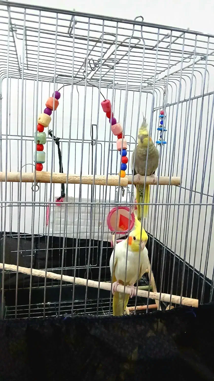 عروس هلندی جفت سخنگو|پرنده|کرج, باغستان|دیوار