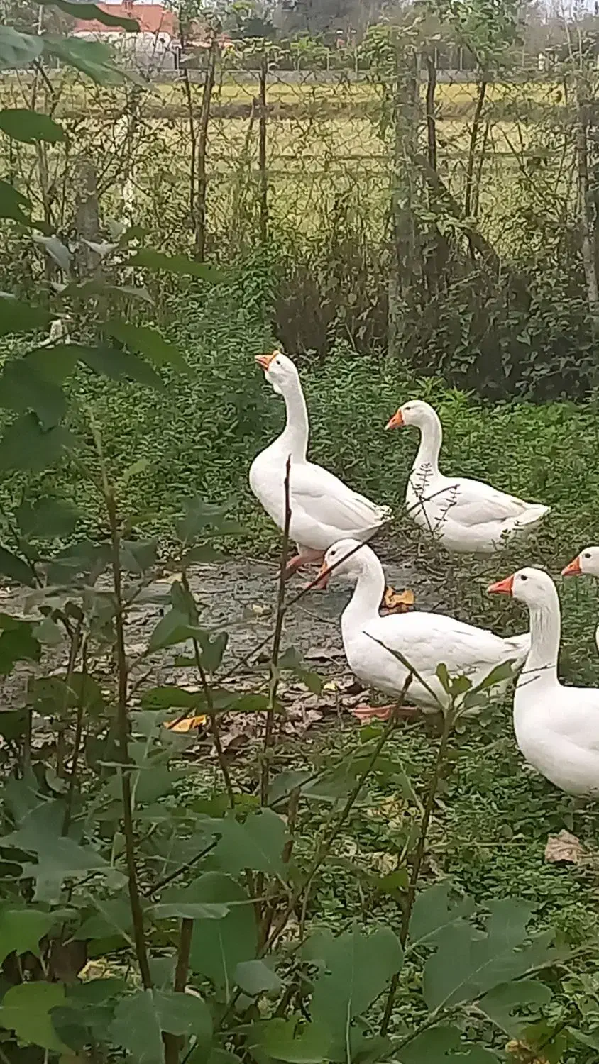 انواع قو غاز|حیوانات مزرعه|سیاهکل, |دیوار