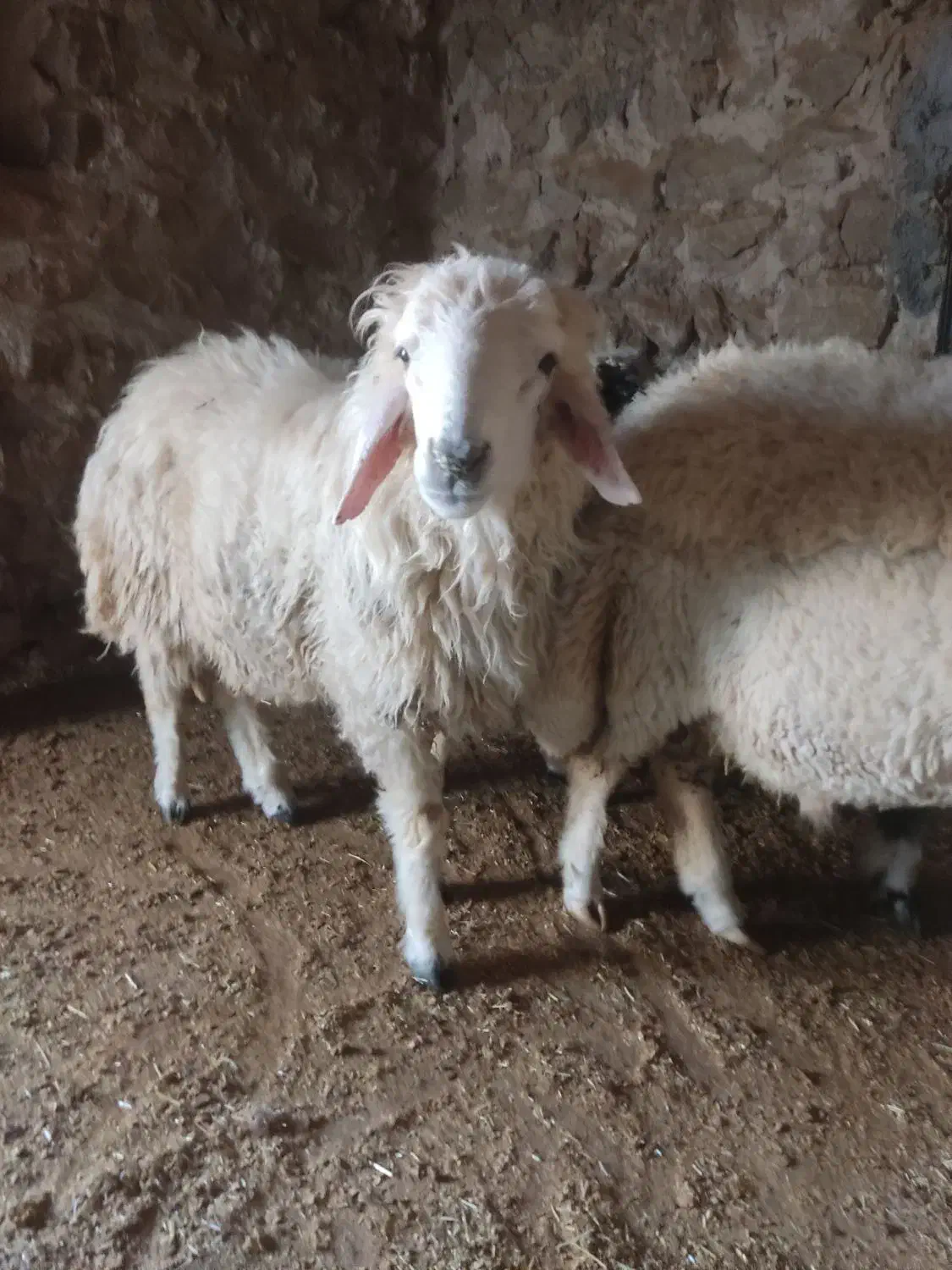 چهار عدد بره قوچ|حیوانات مزرعه|اسلامآباد غرب, |دیوار