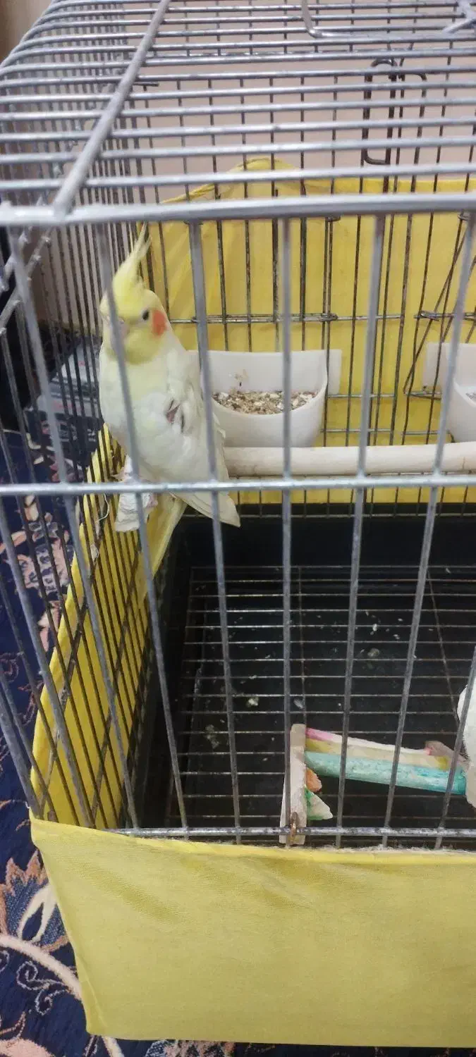 عروس هلندی|پرنده|ری, شهید غیوری (ابن باویه)|دیوار