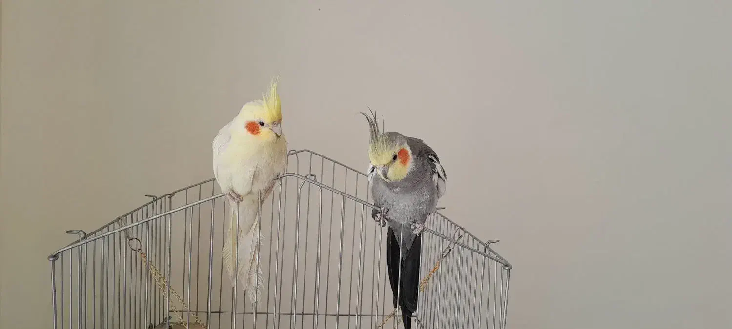 پرنده عروس هلندی|پرنده|خوی, |دیوار