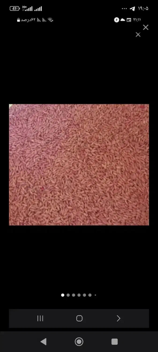 گندم اصلاح شده بذری|عمده‌فروشی|گهواره, |دیوار