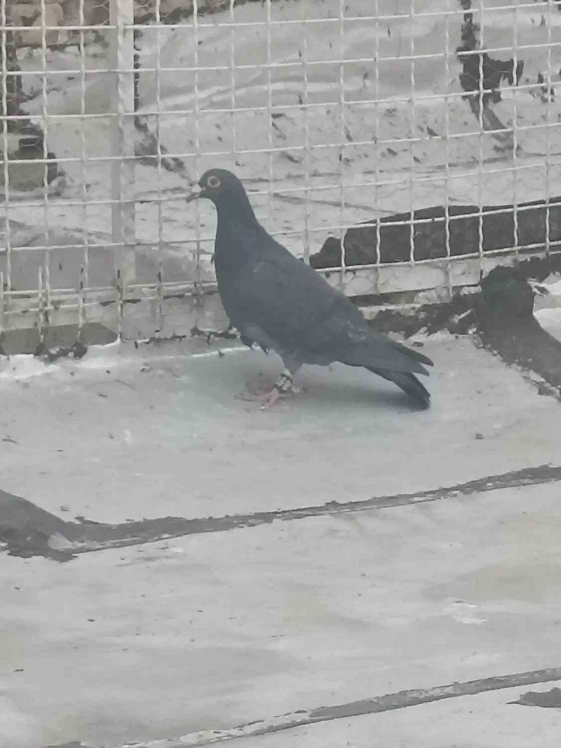 پلاکی|پرنده|شیراز, ماه فیروزان|دیوار