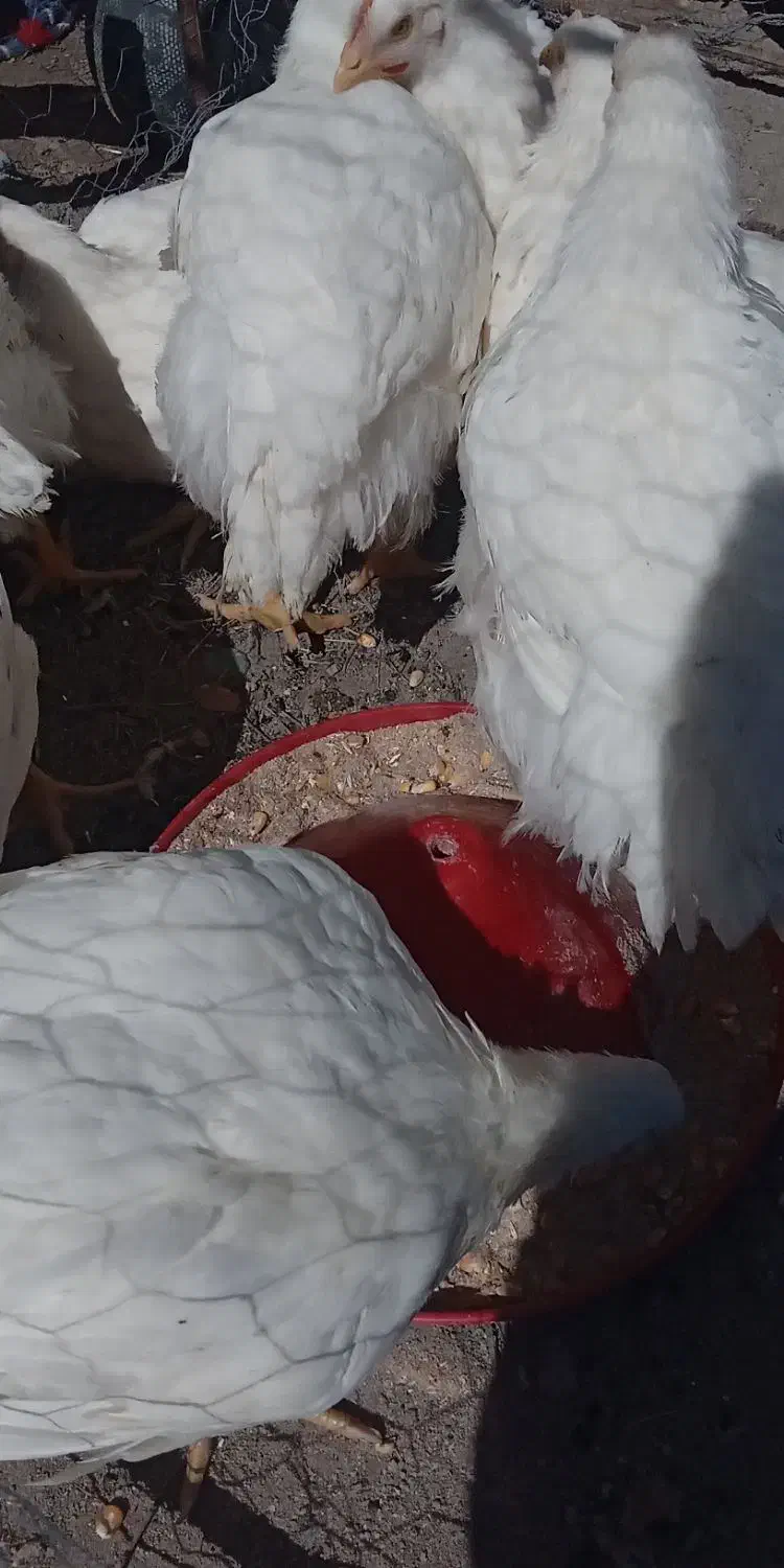 مرغ گوشتی|حیوانات مزرعه|مشگین شهر, |دیوار