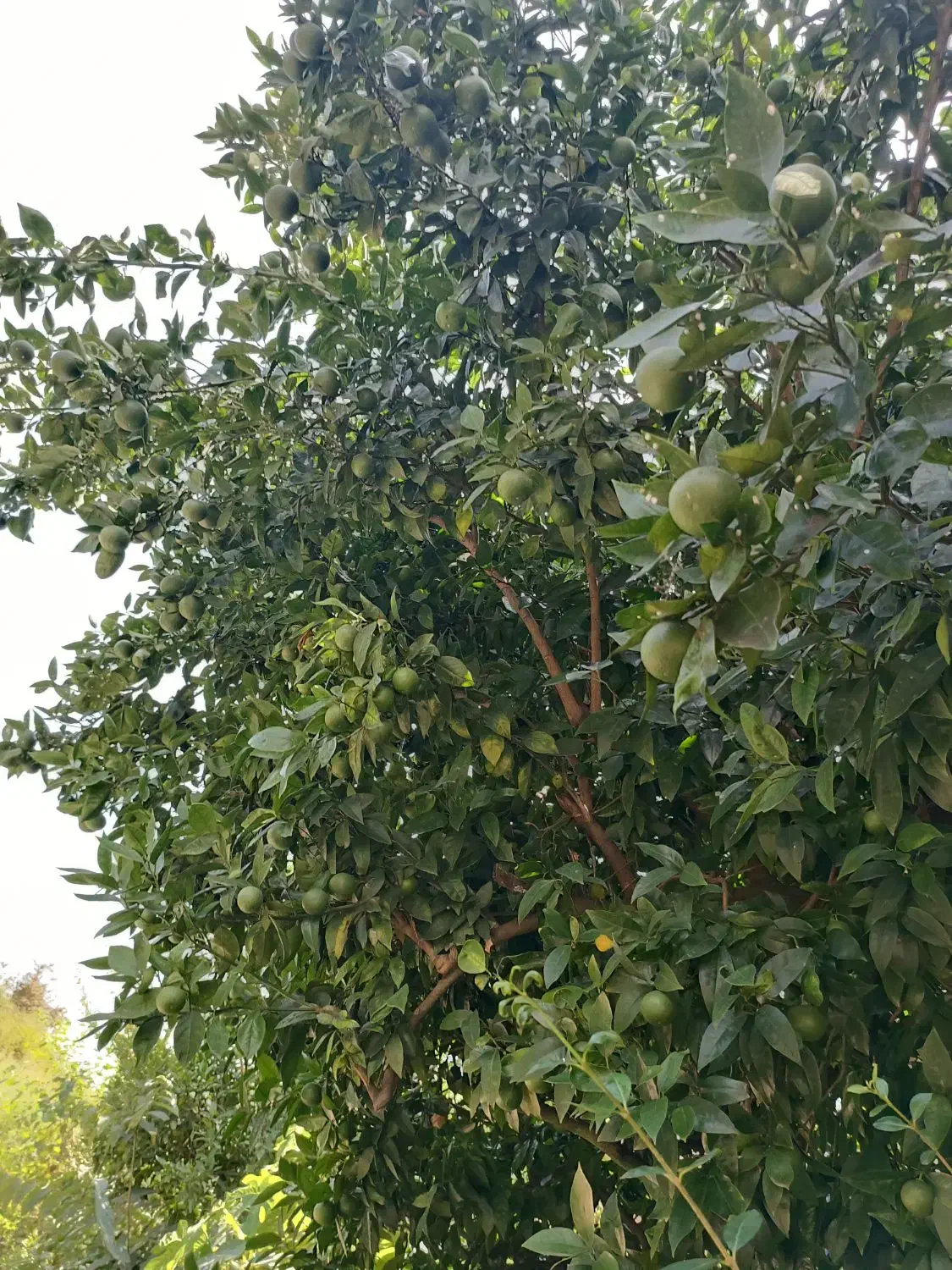 فروش زمین ویلایی ۲۵۰ متری در رامسر|فروش زمین و ملک کلنگی|تهران, اکباتان|دیوار