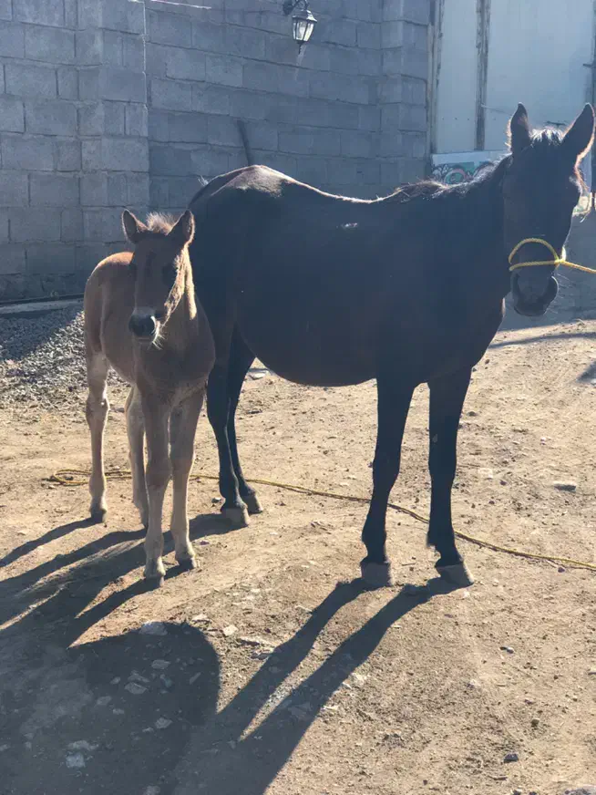 اسب مادیون|اسب و تجهیزات اسبسواری|زنجان, |دیوار