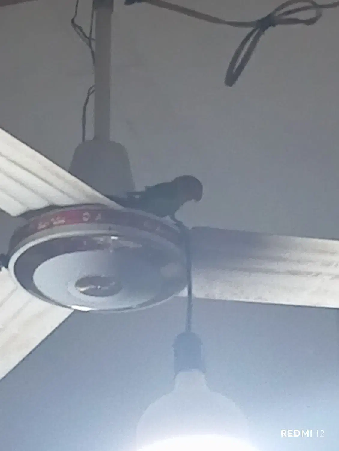 کوتوله برزیلی|پرنده|هیرمند, |دیوار