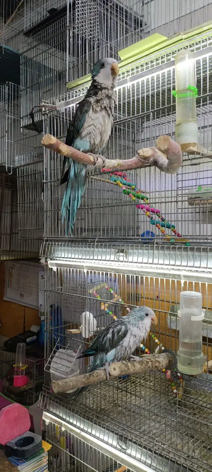 پرنده های زینتی پویا در مهاباد|پرنده|مهاباد (آذربایجان غربی), |دیوار