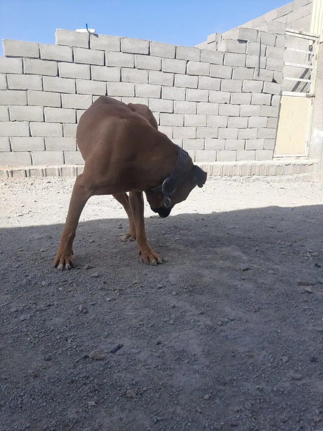 پیت بول نر ۲ساله|سگ|کرج, اسدآباد|دیوار