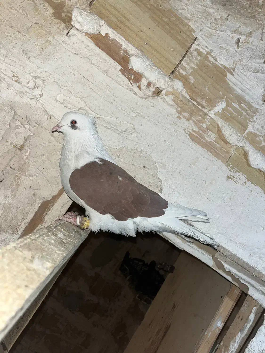 دوکت سرخ نر طوقی ماده|پرنده|قزوین, |دیوار