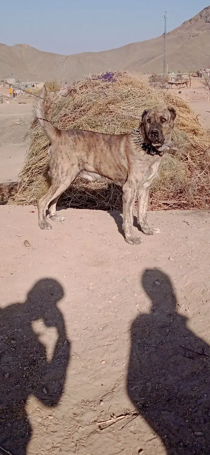 سگ گلگی|سگ|نیمبلوک, |دیوار