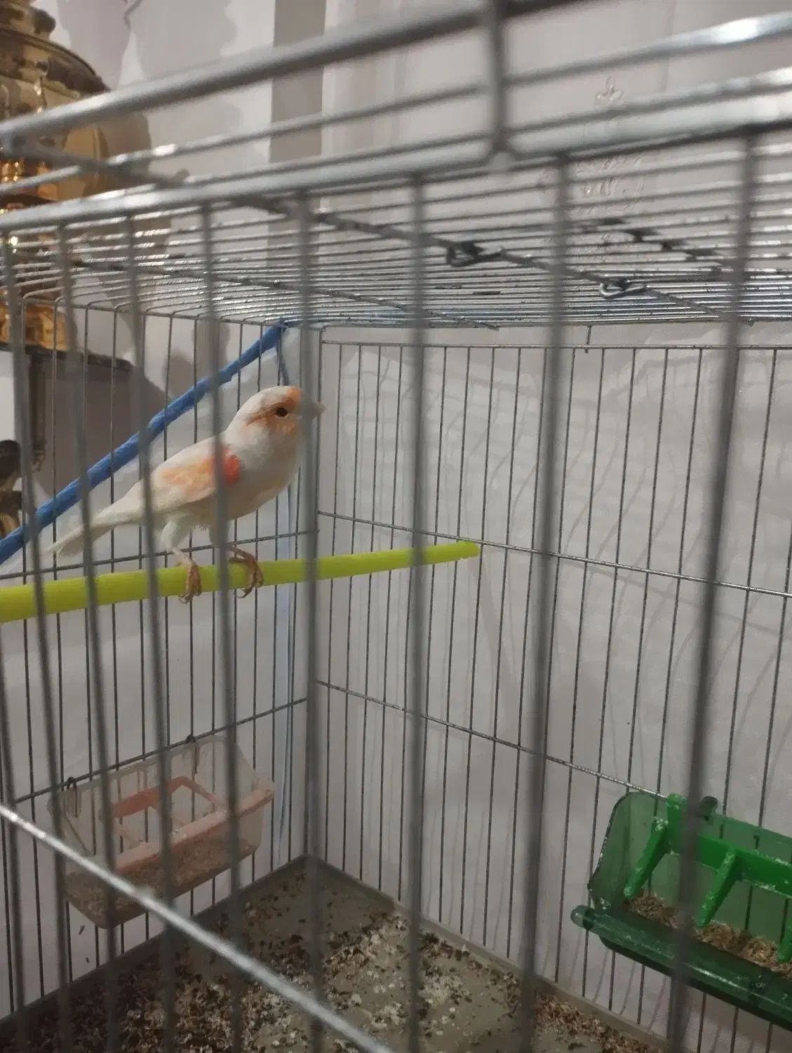 قناری مزایکی|پرنده|اردبیل, |دیوار