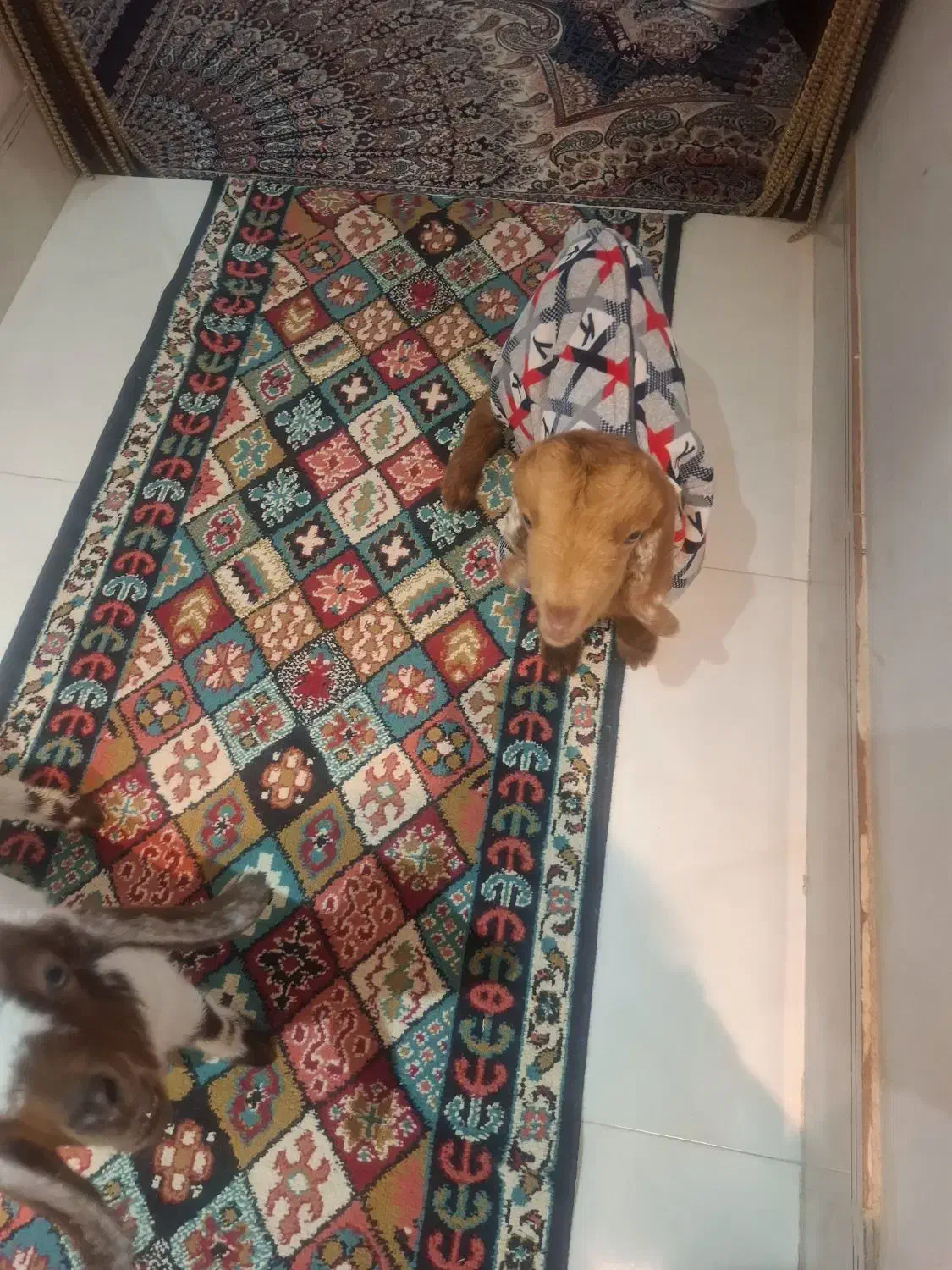 دو عدد بز غزاله بیست روزه|حیوانات مزرعه|چناران, |دیوار