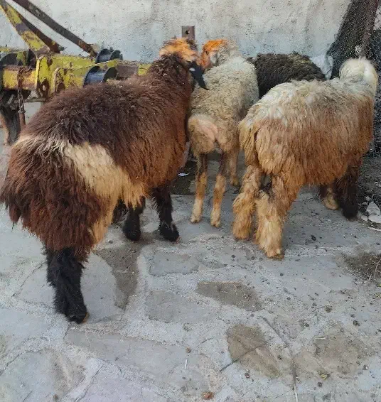 بره لری|حیوانات مزرعه|مسجد سلیمان, |دیوار