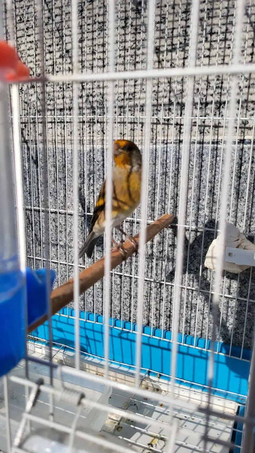 سهره قناری دو لبه خون|پرنده|کوهدشت, |دیوار