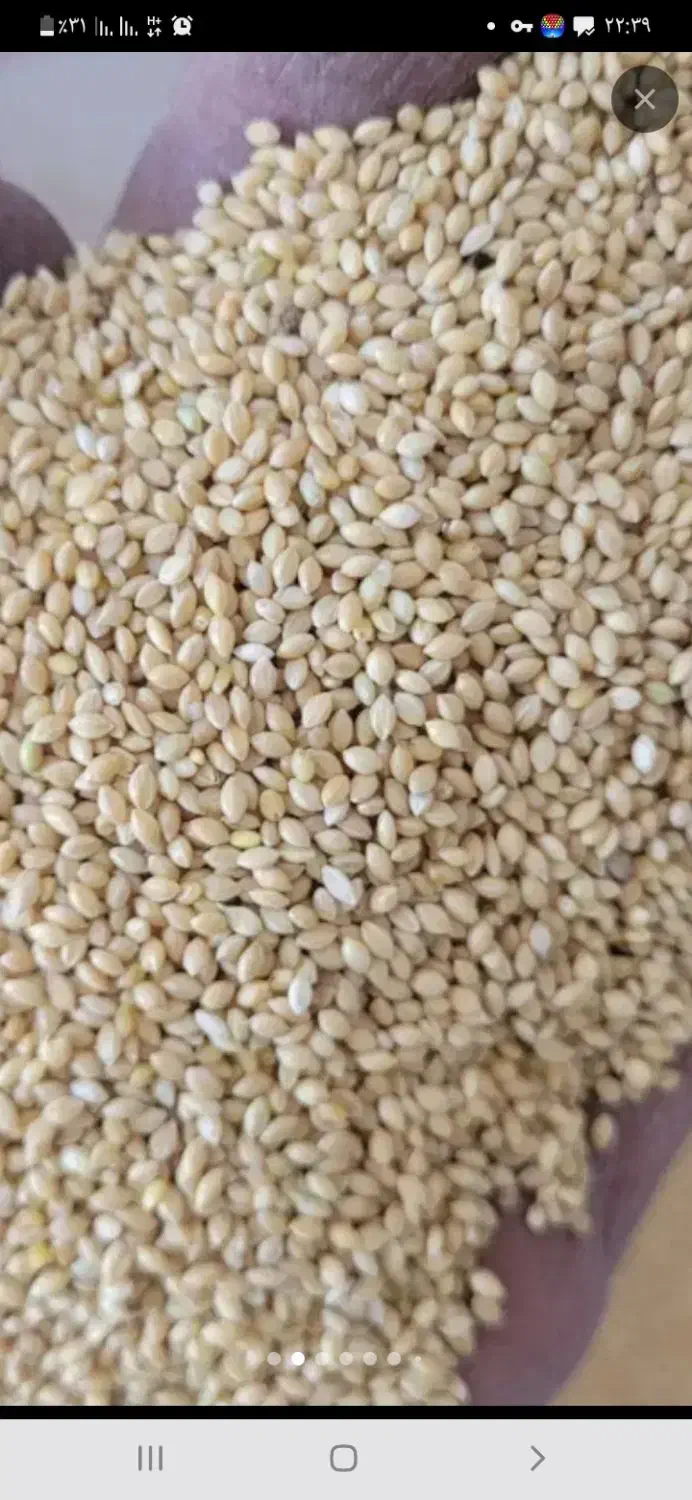 ارزن فروشی..|عمده‌فروشی|کهنوج, |دیوار