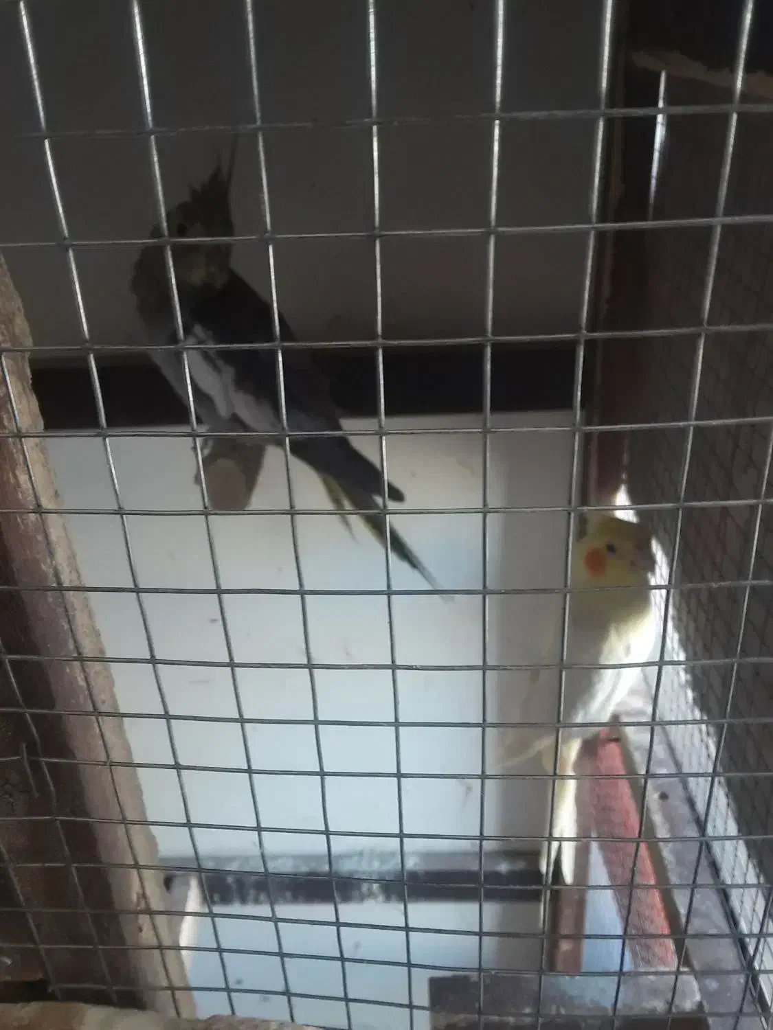 یک جفت عروس هلندی نر وماده|پرنده|فولادشهر, B7|دیوار