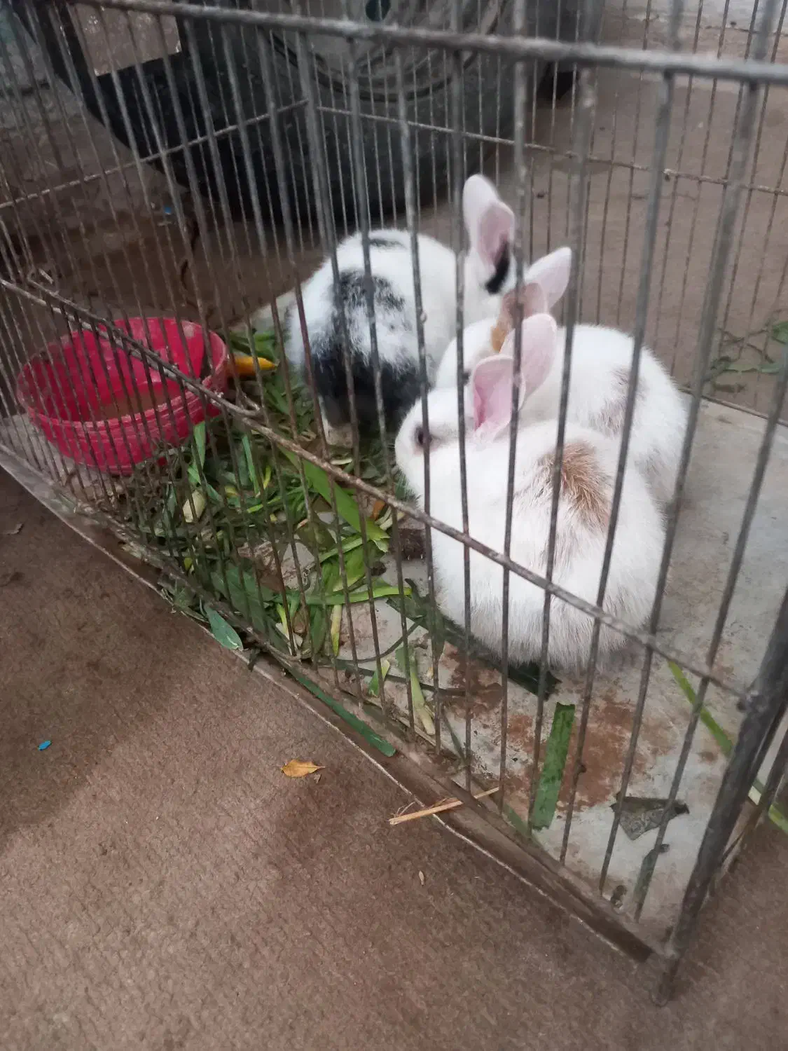 نداشتن جا|موش و خرگوش|سمنان, |دیوار