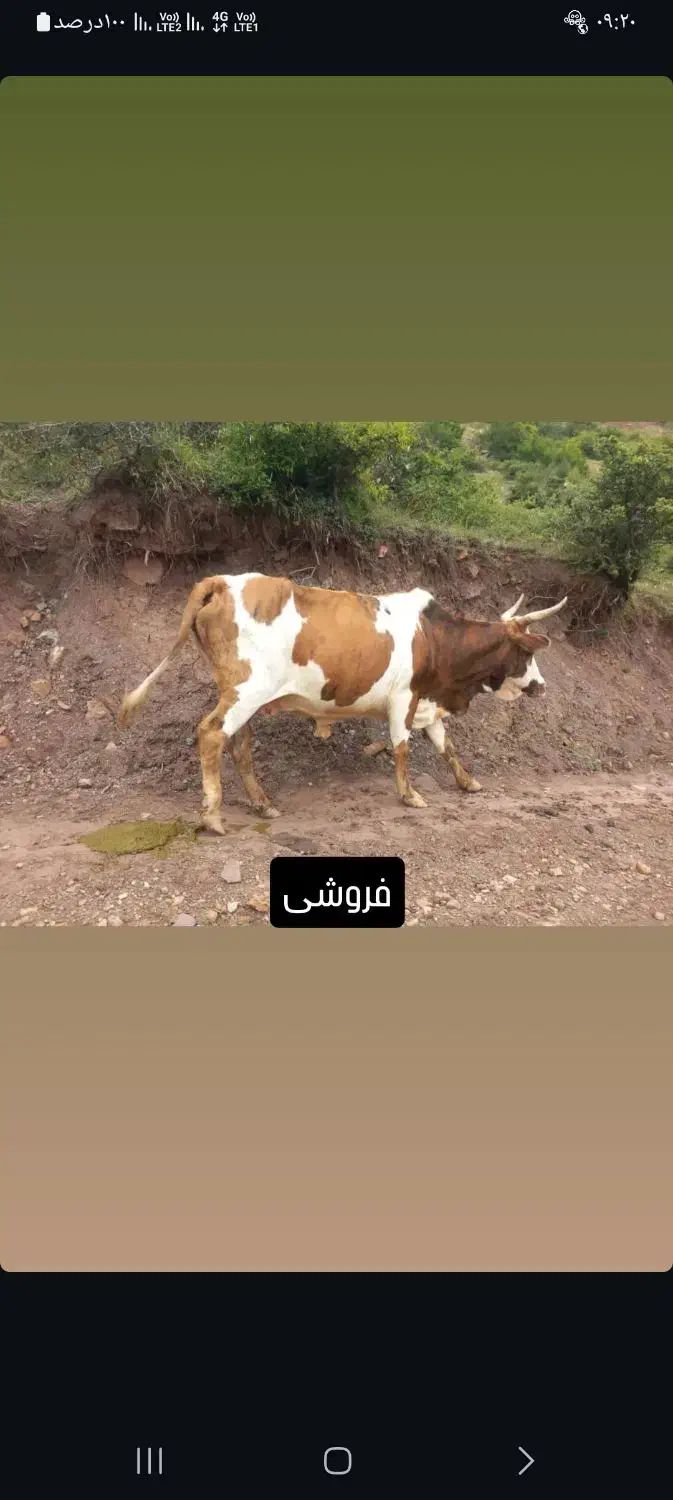 گاو محلی|حیوانات مزرعه|رحیمآباد, |دیوار