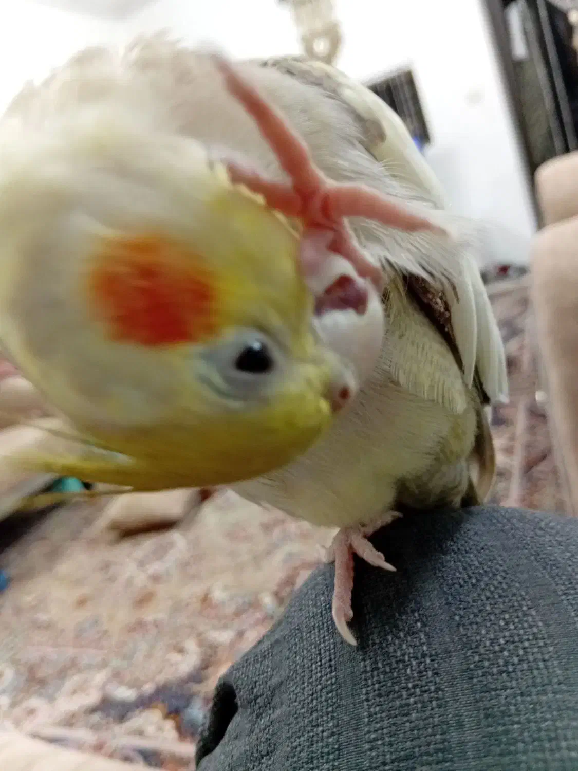 عروس هلندی|پرنده|زرندیه, |دیوار