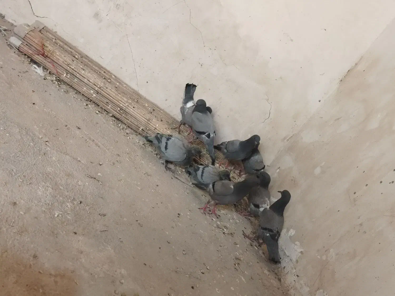 کفترچایی.تهداد5عدد|پرنده|رضویه, |دیوار