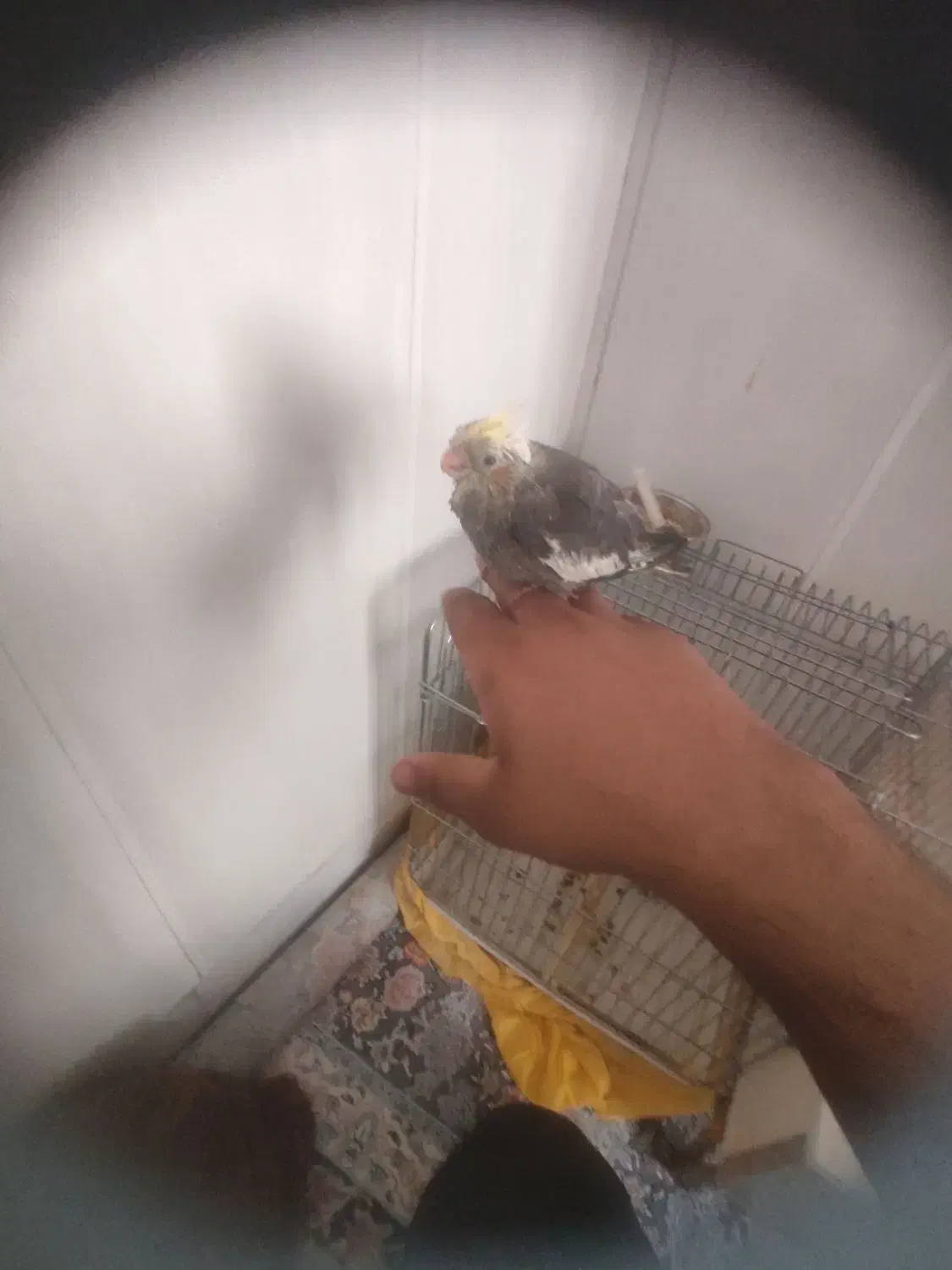 عروس هلندی نرم خور|پرنده|اردکان, |دیوار